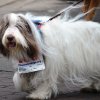 dog walk 2013-5110